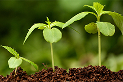 Стимулятори росту рослин: високоточна «зброя» садівника (відео)